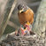 American Robin